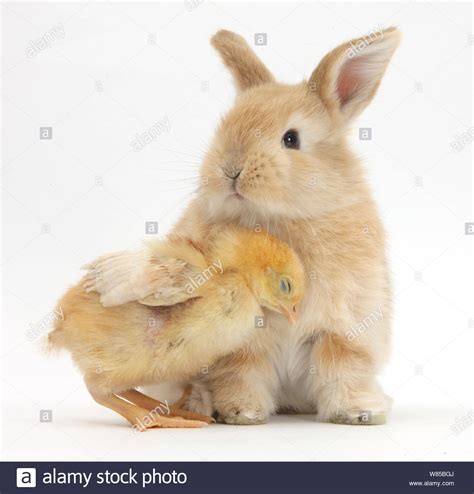Cute Sandy Rabbit And Yellow Bantam Chick Against White Background