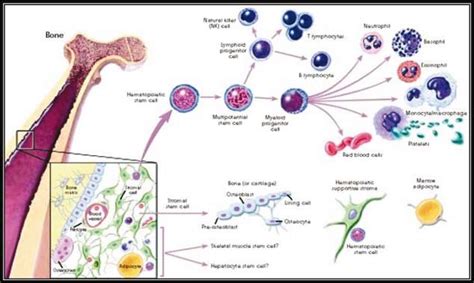 Stem Cells Forming Hematopoietic System From Bone Marrow Download