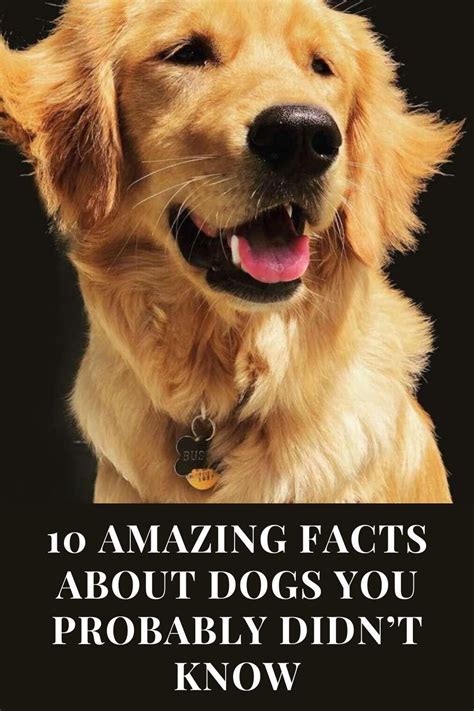 10 Amazing Facts About Dogs You Probably Didnt Know In 2021 Dog