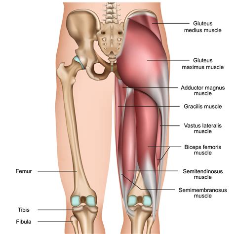 Hamstring Injury Recovery Anatomy And Runners Risks Revive Sport Spine