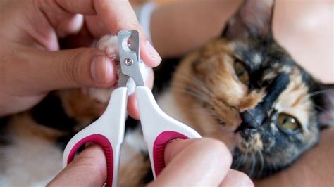 How To Trim Cat Claws The Humane Society Of The United States