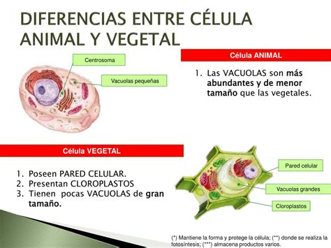 Ppt La Célula Y La Función De Nutrición Powerpoint Presentation Free