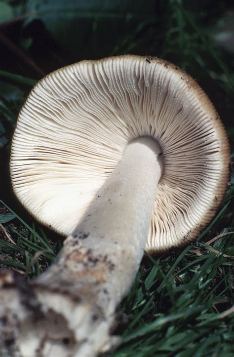 How To Identify Wild Psilocybin Mushrooms Hunker