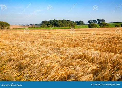 Golden Barley Field In Rural Scotland Uk Stock Image Image Of Field