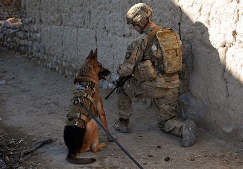 Pin By Greg Levestam On Soldier Dogs Military Working Dogs Military