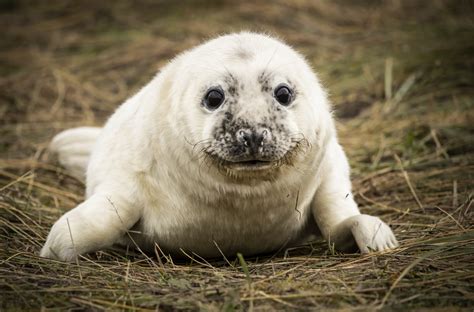 Frostys Ramblings Hooked Nose Sea Pig It May Be But Its Pups Are Cute