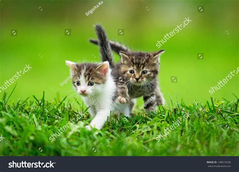 Two Little Kittens On The Grass Stock Photo 148572530 Shutterstock