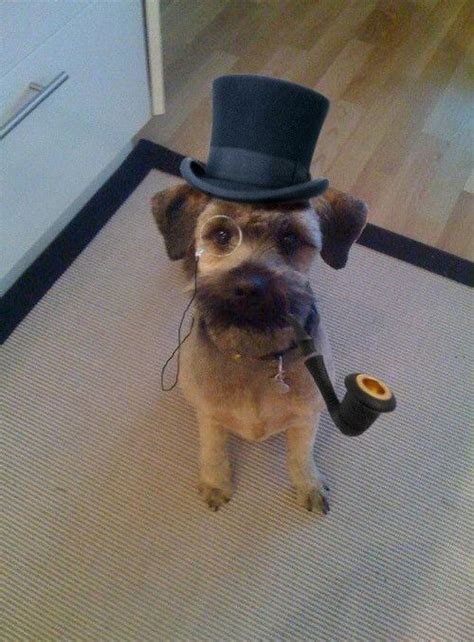 13 Best Dogs Wearing Top Hats Images On Pinterest Top