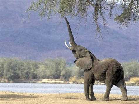 The Jungle Store Animal Facts How Elephants Communicate
