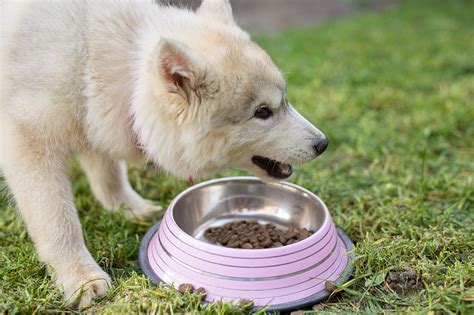 Best dog food for husky puppies. 5 Best Dog Food for Huskies in 2020 (Reviews) - ThePetDaily