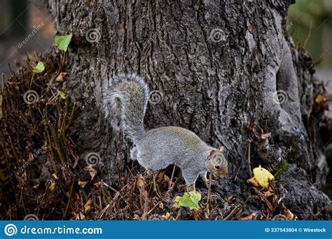 Tiny Fluffy Squirrel On Wooden Tree Roots In A Park Stock Photo