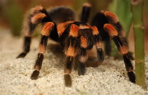 12 Best Pet Spiders For Beginners Tarantulas Orbs And More Everything
