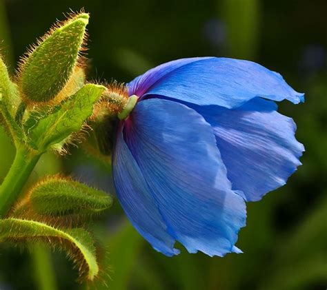 Perennial herb with grass like leaves to 18 in. Pin on Edible Flowers for cakes