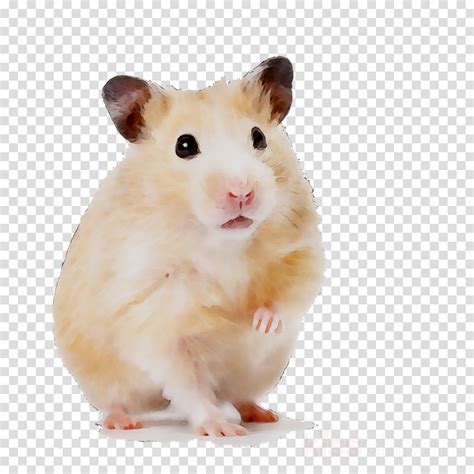 37 Hamster Background On Wallpapersafari