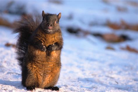 Just a random Squirrel [OC] #animals #nature #photography | Animals wild, Animals, Cute animals