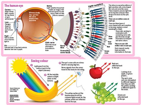 How We Perceive Color