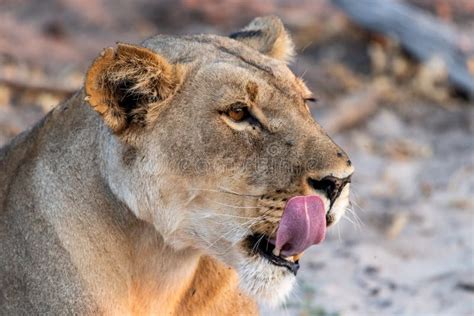 Beautyful Female Lion In Chobe National Park In Botswana At The Chobe
