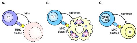 Interaction Between T Cells And Their Target Cells A Cytotoxic Cd8 T