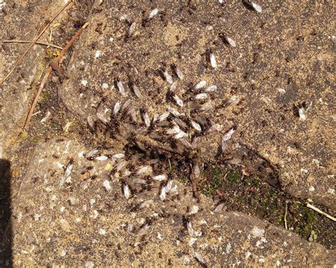 Flying Ant Swarm Over Kent London And East Sussex Spotted From Space