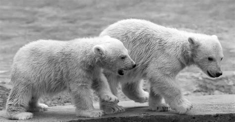 Whats A Baby Polar Bear Called And 4 More Amazing Facts Az Animals