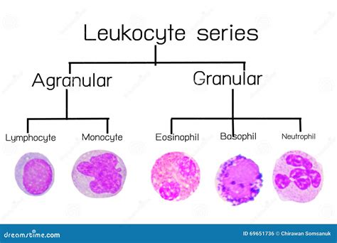 Leukocyte Series Stock Photo Image Of Basophil Eosinophil 69651736