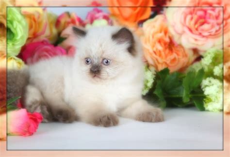 Chocolate Point Himalayan Kitten For Sale Himalayan Kittens For Sale