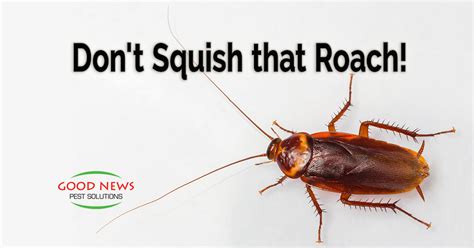 Dont Squish That Roach Pest Control In Venice Fl Good News Pest