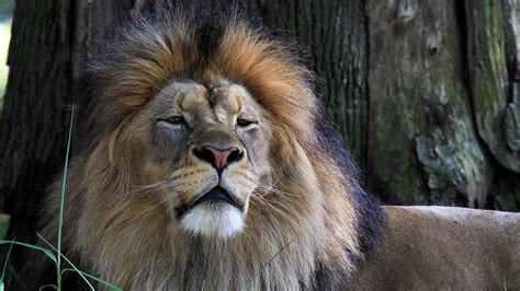 Animal Lion 4k Hd Wallpapers Hd Wallpapers Id 33044