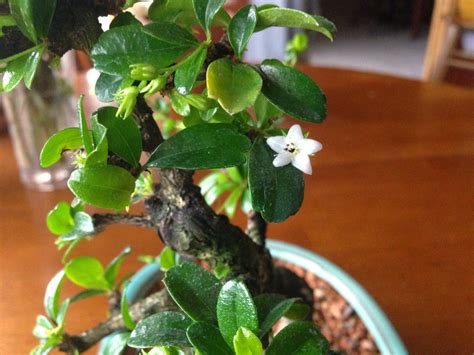 Flowering Fukien Tea Bonsai Tree Care