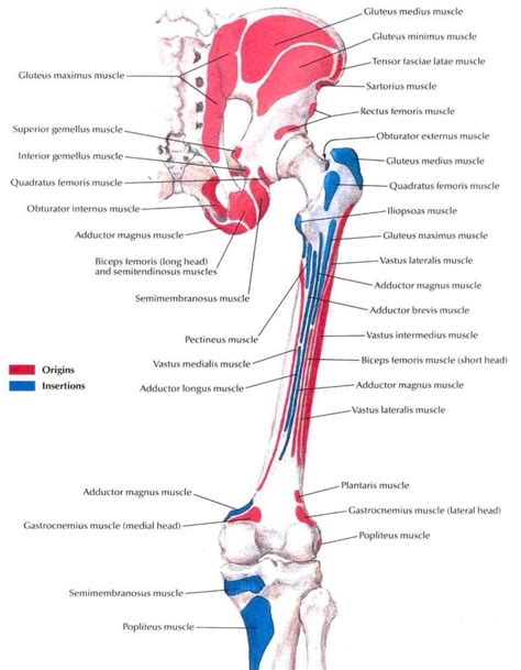 Muscle Insertions And Origins Of The Posterior Aspect Of The Thigh Hip