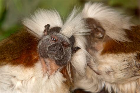 Tamarin Monkeys Whisper When Nasty Humans Are Around Animal
