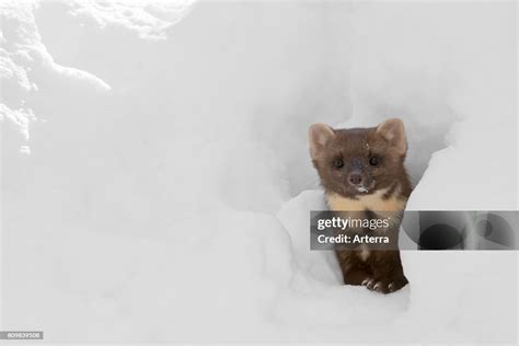 Curious Pine Marten Looking Through Gap In The Snow While Hunting In