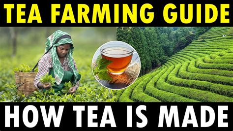 Tea Farming Tea Cultivation How Tea Powder Is Made Youtube