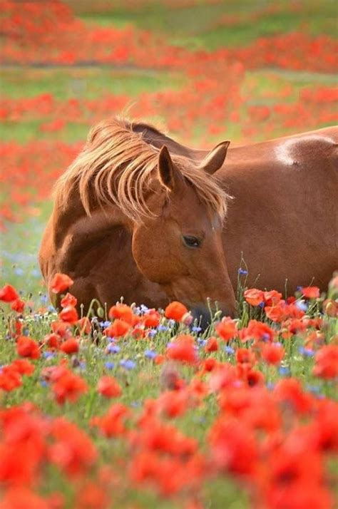 Horse In Flower Field Horse Photos Horse Pictures Animal Pictures