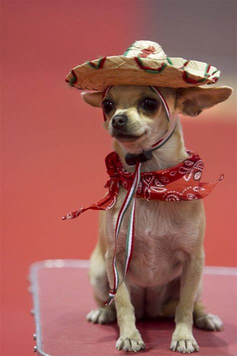 Dog With Sombrero Chihuahua Puppies Cute Chihuahua Cute Dogs