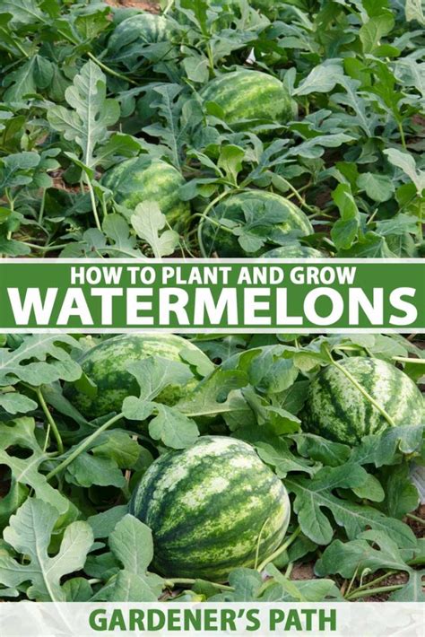 How To Plant And Grow Watermelons Gardeners Path