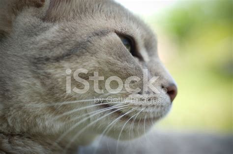 Feline Profile Stock Photo Royalty Free Freeimages