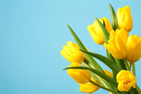 Tulips On A Blue Background Stock Photo Download Image Now Istock