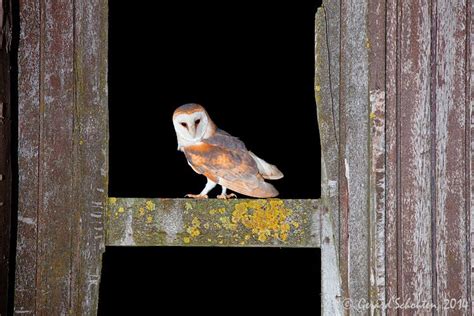 Gerard Schouten Nature Photography Barn Owl Iii