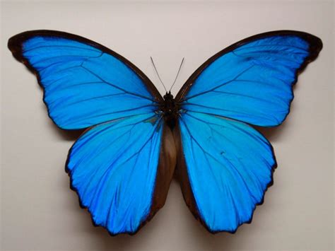 Galería De Imágenes Mariposas Morpho Azul