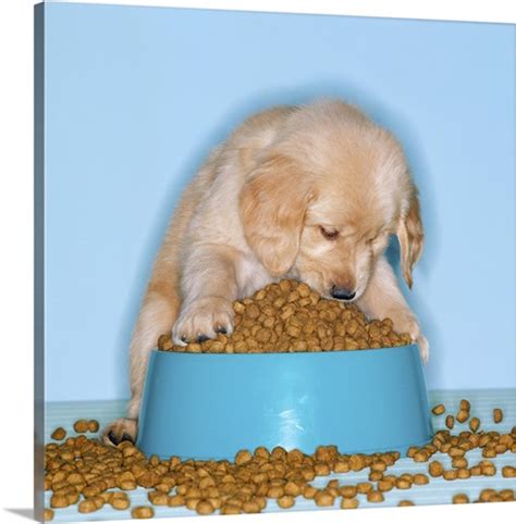 The protein the food contains the most of will be listed first on the ingredients list. Golden retriever puppy eating dog food from an overflowing ...