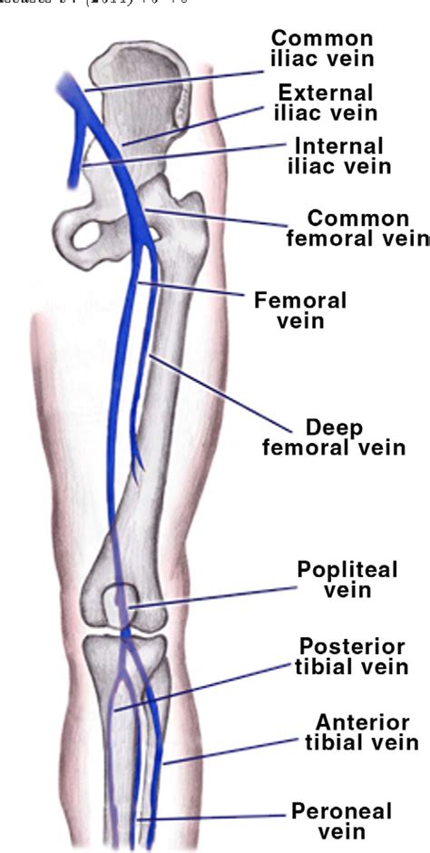 The Femoral Vein Becomes The External Iliac Vein When It