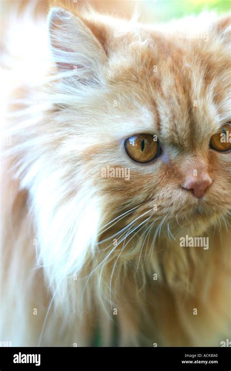 Cat Face Stock Photo Alamy