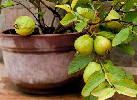 Growing Guava In Pots Guava Tree Care And Information Balcony