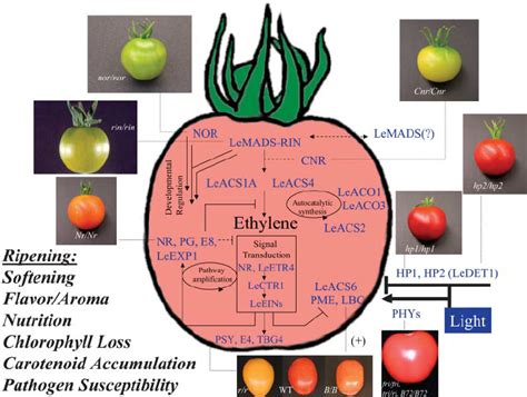 Model For The Molecular Regulation Of Tomato Fruit Ripening Download