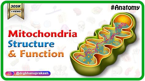 Mitochondria Structure And Function Cell Physiology Medical Animation