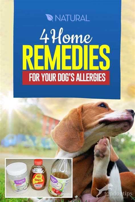 4 Home Remedies For Dog Allergies Top Dog Tips