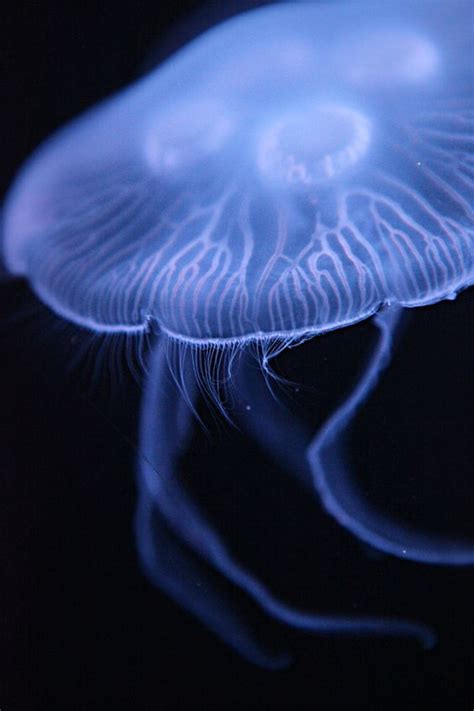 Jellyfish Beautiful Sea Creatures Ocean Creatures Jellyfish