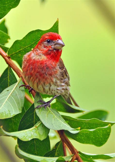 House Finch Birds And Blooms