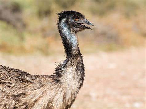 What Do Emus Eat Complete Guide Unianimal